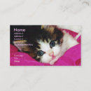 Recherche de chatons cartes visite Animaux