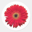Recherche de gerbera rouge autocollants Botanique