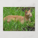 Recherche de katze Geburtstag