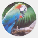 Zoek naar papegaaien stickers Tropisch