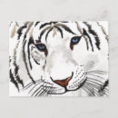 Recherche de rayures de tigre cartes postales Conservation