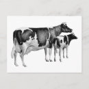 Recherche de vaches drôles cartes postales Vintage