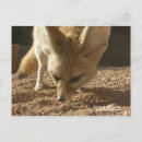 Recherche de fennec posters Animaux