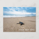 Zoek naar baby schildpad briefkaarten Oceaan