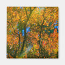 Recherche de arbre japonais magnets Automne