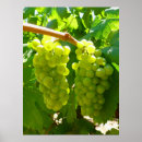 Zoek naar groene druiven posters Vruchten