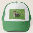 Recherche de lapins casquettes Faune