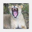 Zoek naar leeuwen magneten Wild