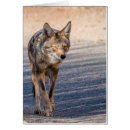 Recherche de wiley Coyote