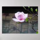 Zoek naar roze magnolia posters Fotografie