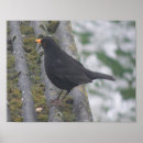 Zoek naar lijsters posters Vogel