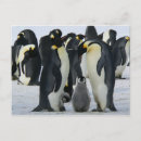 Recherche de pingouin bébé posters Animaux