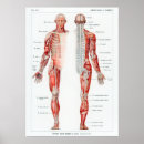 Recherche de organe anatomie posters Vintage