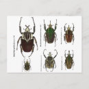 Recherche de goliath cartes postales Insecte