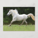 Recherche de cheval arabe blanc cartes postales Poney