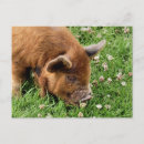 Recherche de cochon cartes postales Mignon