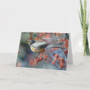 Zoek naar robins kaarten Fotografie