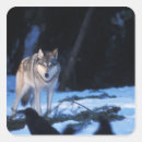 Zoek naar grijze wolf stickers North america