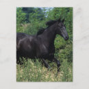 Recherche de races de cheval cartes postales Pur sang