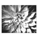 Recherche de nature copie posters Fleur