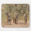 Recherche de tigre royal tapis souris Animal