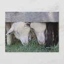 Recherche de agneau cartes postales Mignon