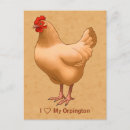 Recherche de poulets cartes postales Oiseaux