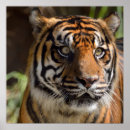 Recherche de dessin de tigre posters Faune