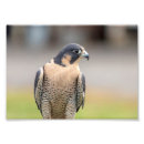 Recherche de 5x7 posters Animal