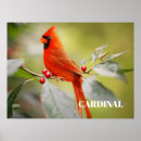 Zoek naar ornitholoog posters Cardinal