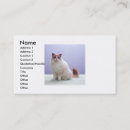Recherche de pouvez cartes visite Chaton
