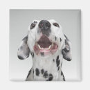 Recherche de dalmatien magnets Animal