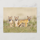 Recherche de terrier renard posters Juvénile