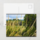 Recherche de herbe sauvage cartes postales Champs