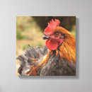 Recherche de coq impressions sur toile Oiseaux