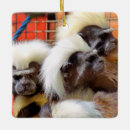 Recherche de singe ornements Nature