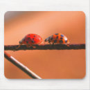 Recherche de coccinelles mignonnes tapis souris Animal