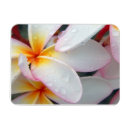 Recherche de plumeria magnets Fleurs