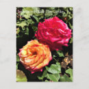 Recherche de test cartes postales Rose