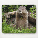 Recherche de marmottes tapis souris Rongeur