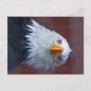 Recherche de gravé cartes postales Oiseau