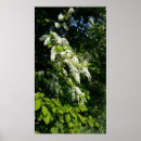 Zoek naar witte bloemen posters Tuin