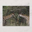 Recherche de acacia cartes postales Afrique