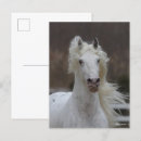 Zoek naar friesian briefkaarten Paard