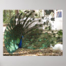 Zoek naar plumage art Pauw