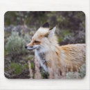 Recherche de renard rouge tapis souris Renards