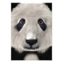 Recherche de animaux kawaii posters Faune