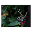 Recherche de papillon jaune posters Fleurs