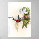 Recherche de gould Oiseau