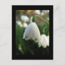 Recherche de percé cartes postales Fleur